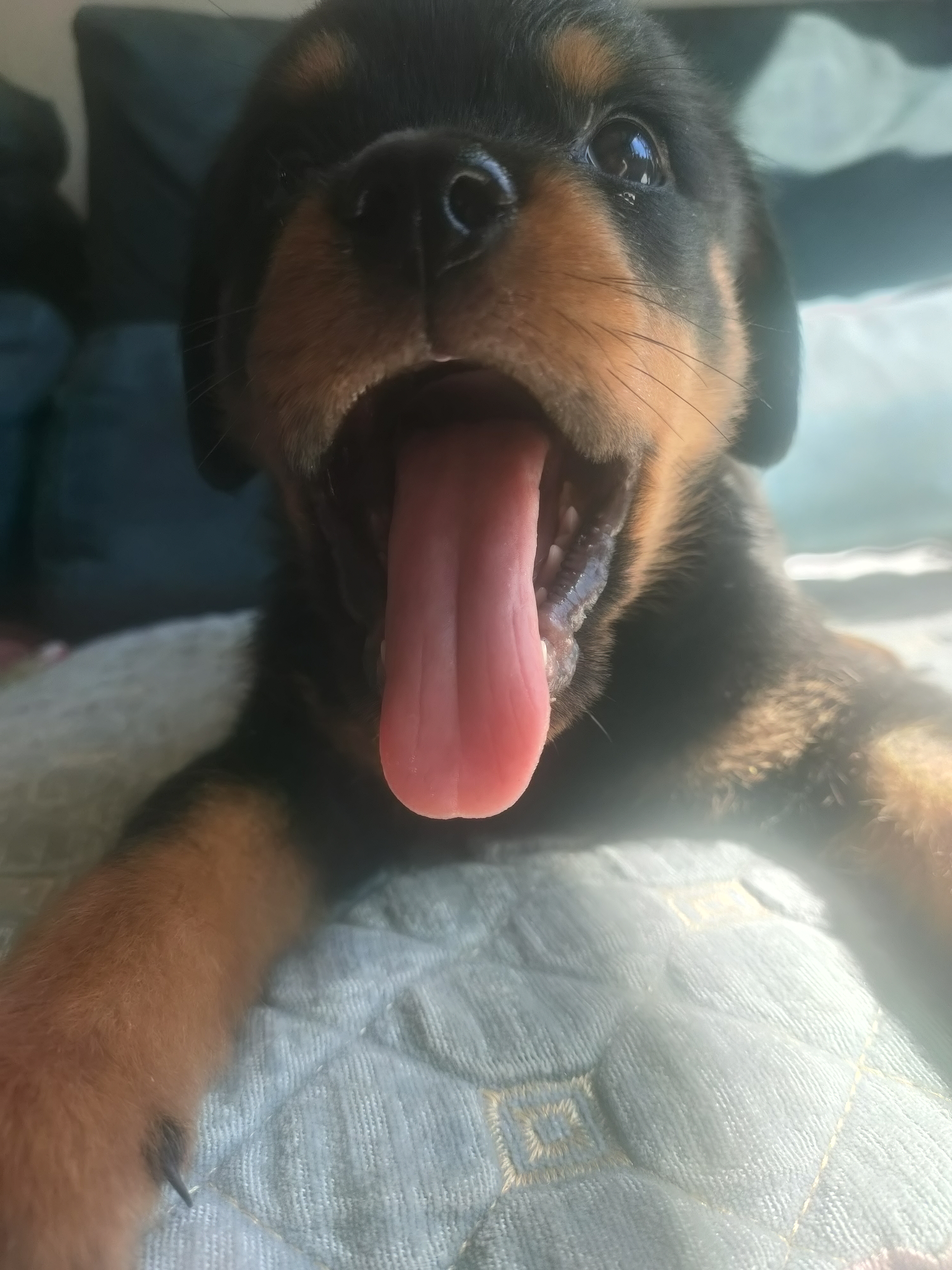 罗威纳幼犬